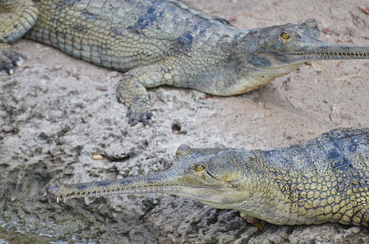 Gharial