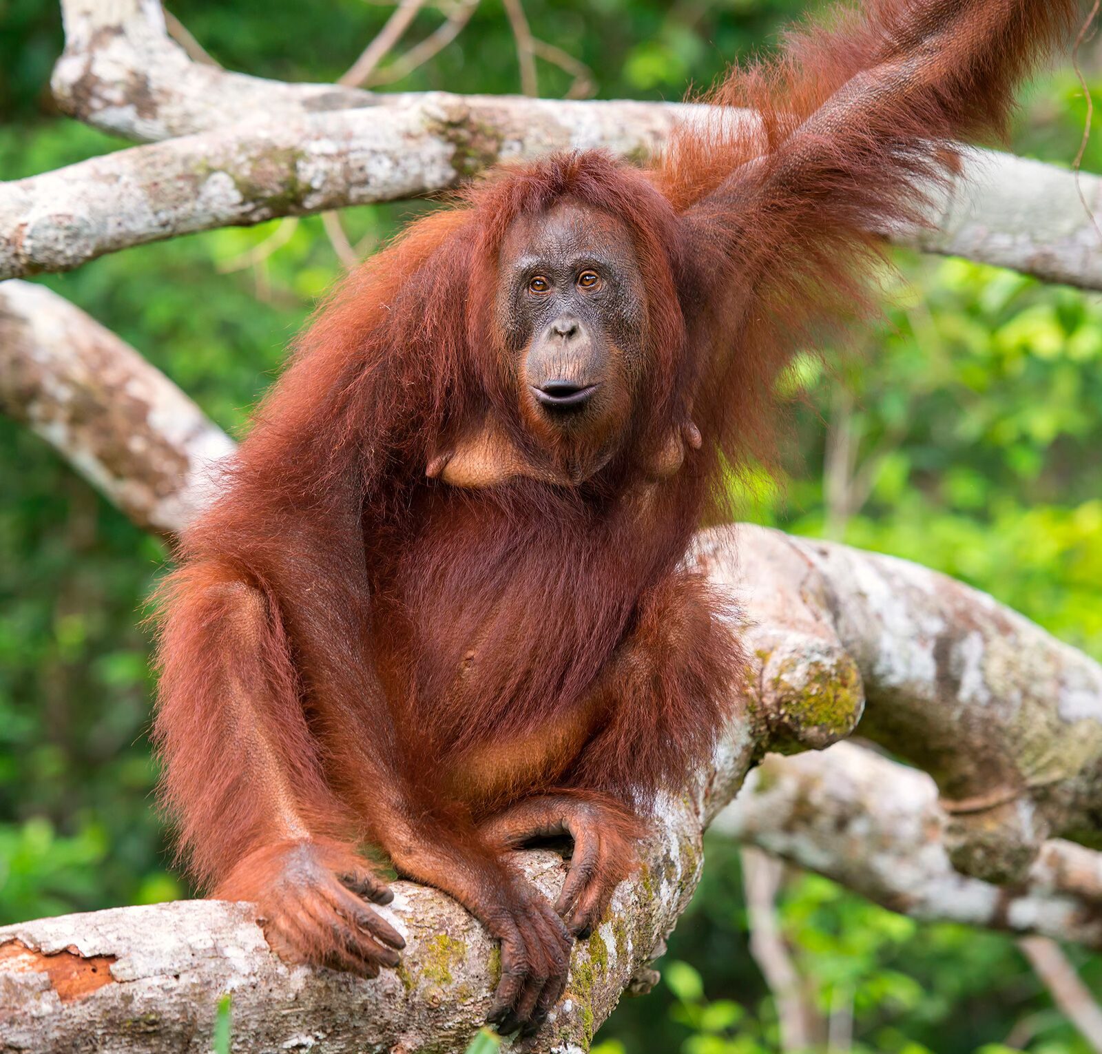 orangutan (genus Pongo)