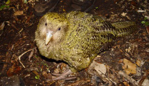 Kakapo